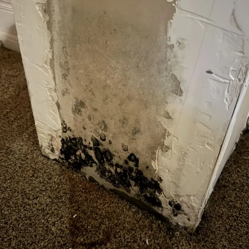 Professional Mold Removal in Covington, KY